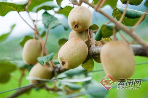 隴川獼猴桃豐產，農民喜增收，產業(yè)銷售前景廣闊