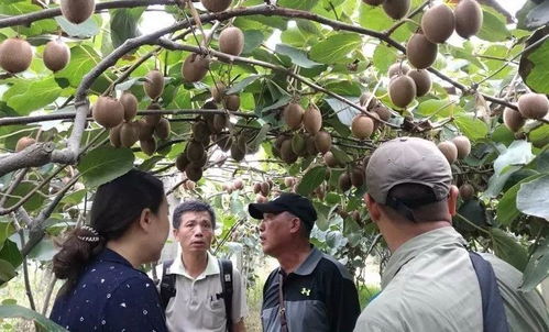優果聯獼宗獼猴桃 八年蟄伏釀品牌，誓與佳沛爭高下